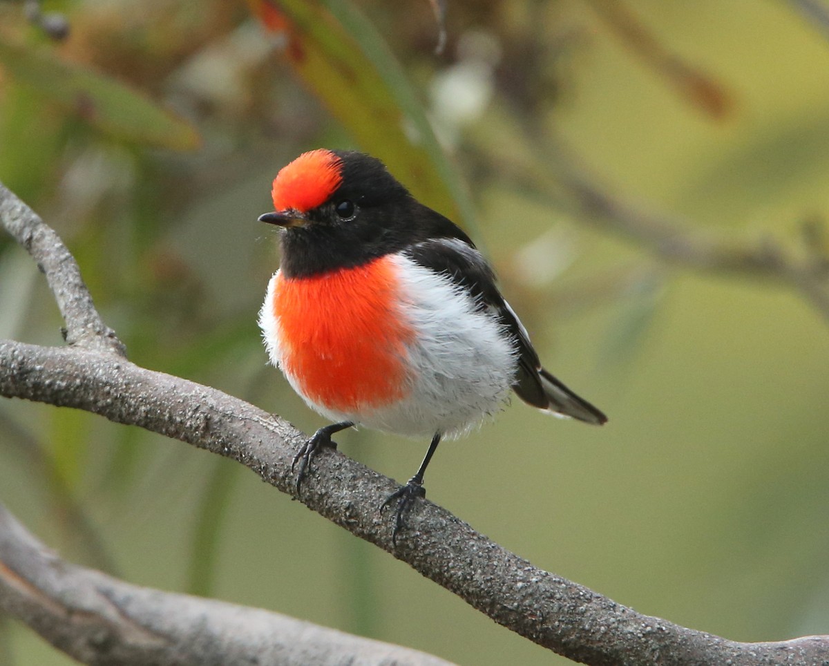 Red-capped Robin - ML476957261