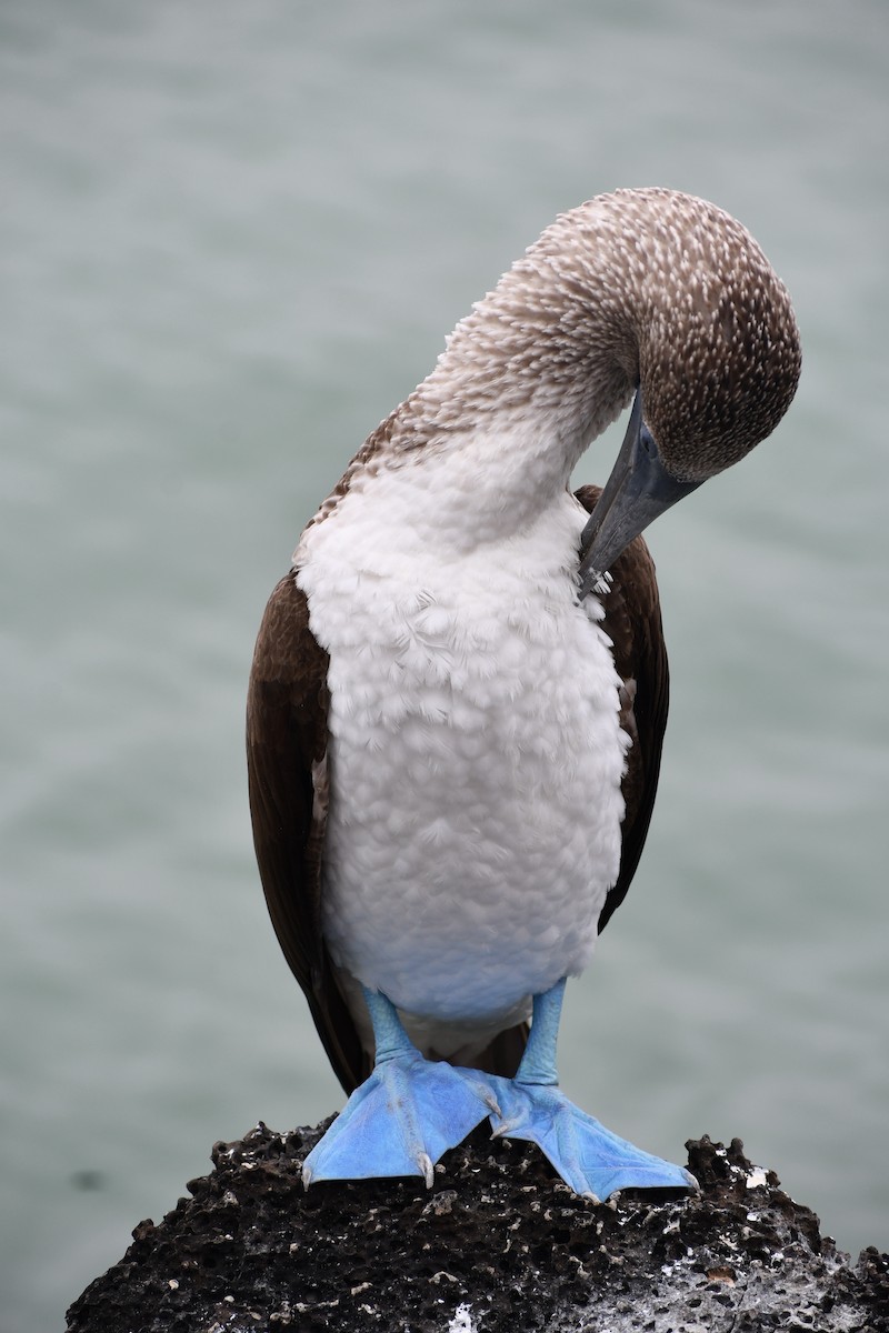 Blue-footed Booby - Barbra Sobhani