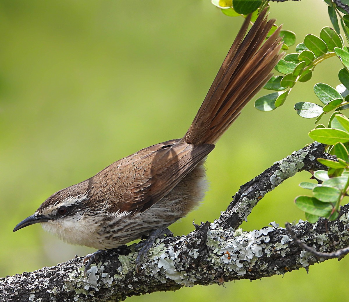 Great Spinetail - ML476960401