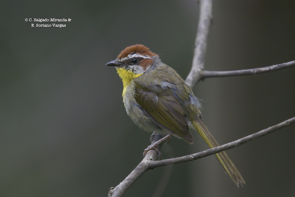 Rufous-capped Warbler - ML476960471