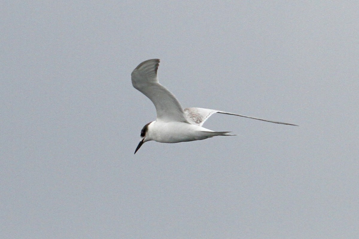 South American Tern - Knut Hansen