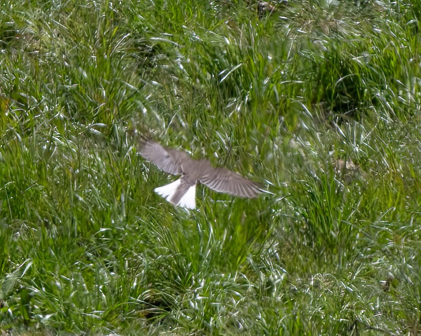 White-tailed Shrike-Tyrant - ML476964041
