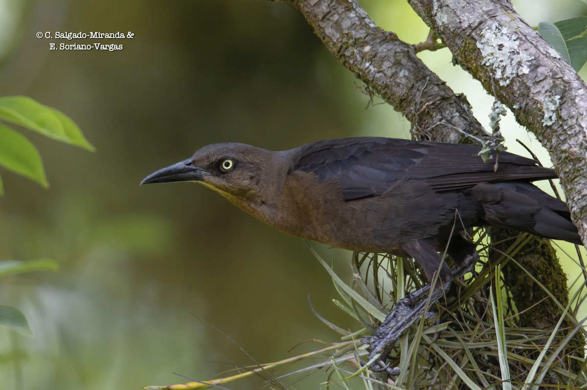 Great-tailed Grackle - ML476964251