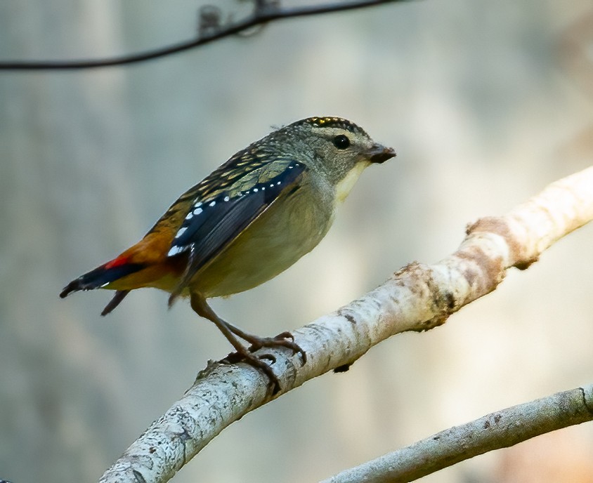 Spotted Pardalote - ML476969821