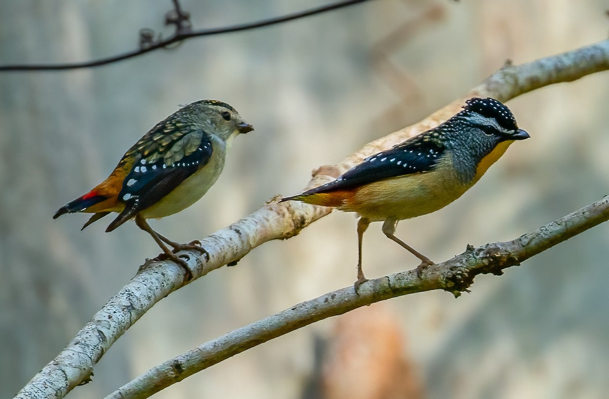 Spotted Pardalote - ML476969931