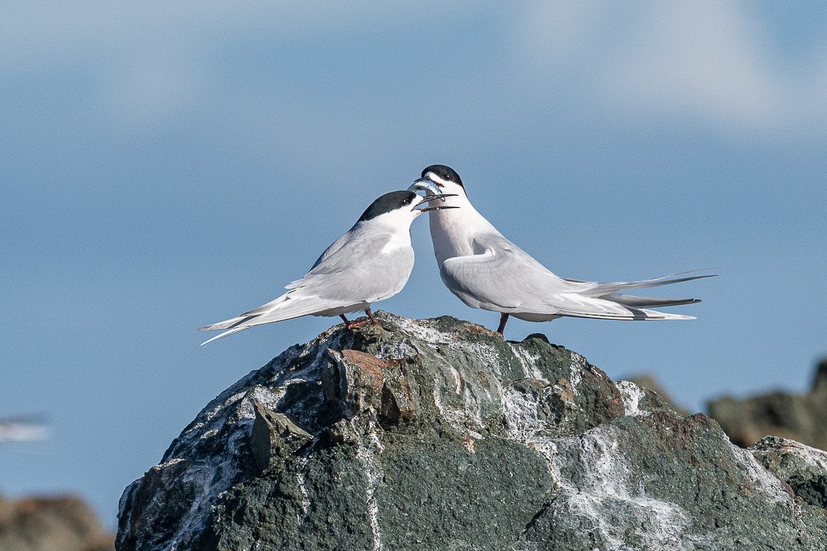 White-fronted Tern - ML476977691