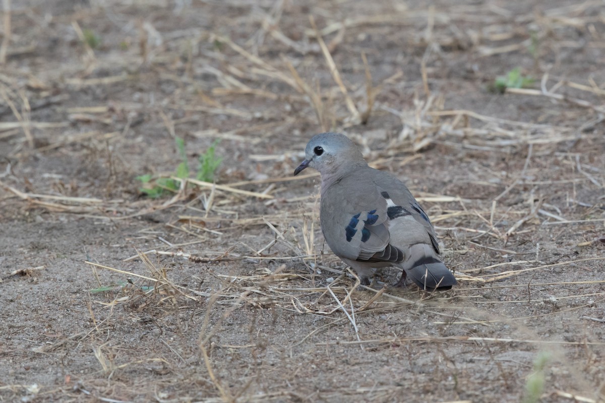 Emerald-spotted Wood-Dove - ML476978981