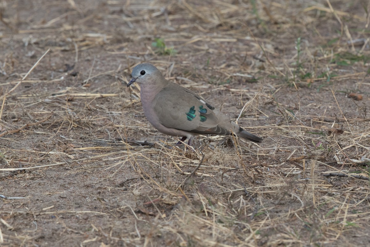Emerald-spotted Wood-Dove - ML476978991