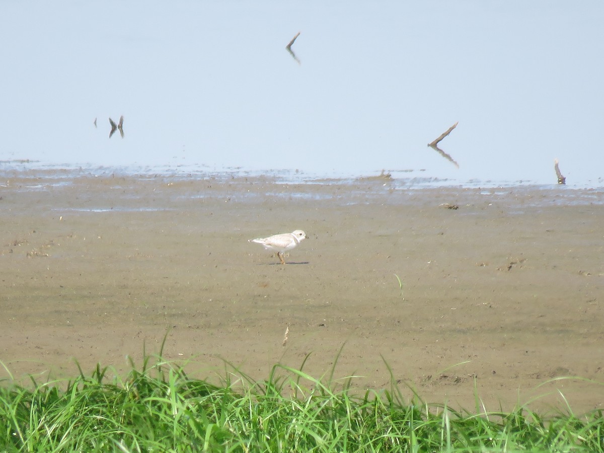 Piping Plover - ML476982641
