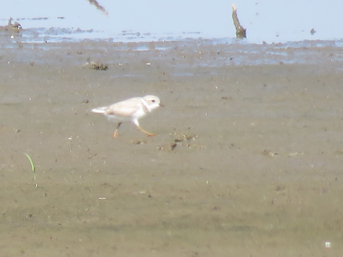 Piping Plover - ML476982741