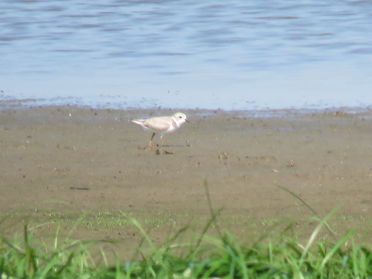 Piping Plover - ML476982901