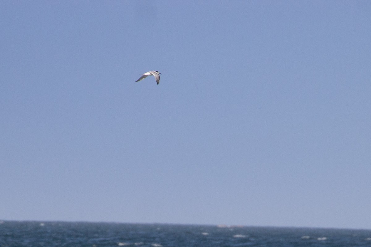 White-fronted Tern - ML476993971