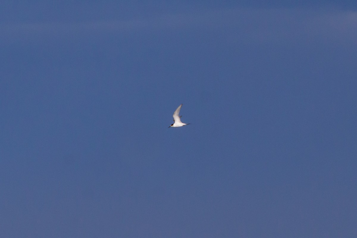 White-fronted Tern - ML476994001