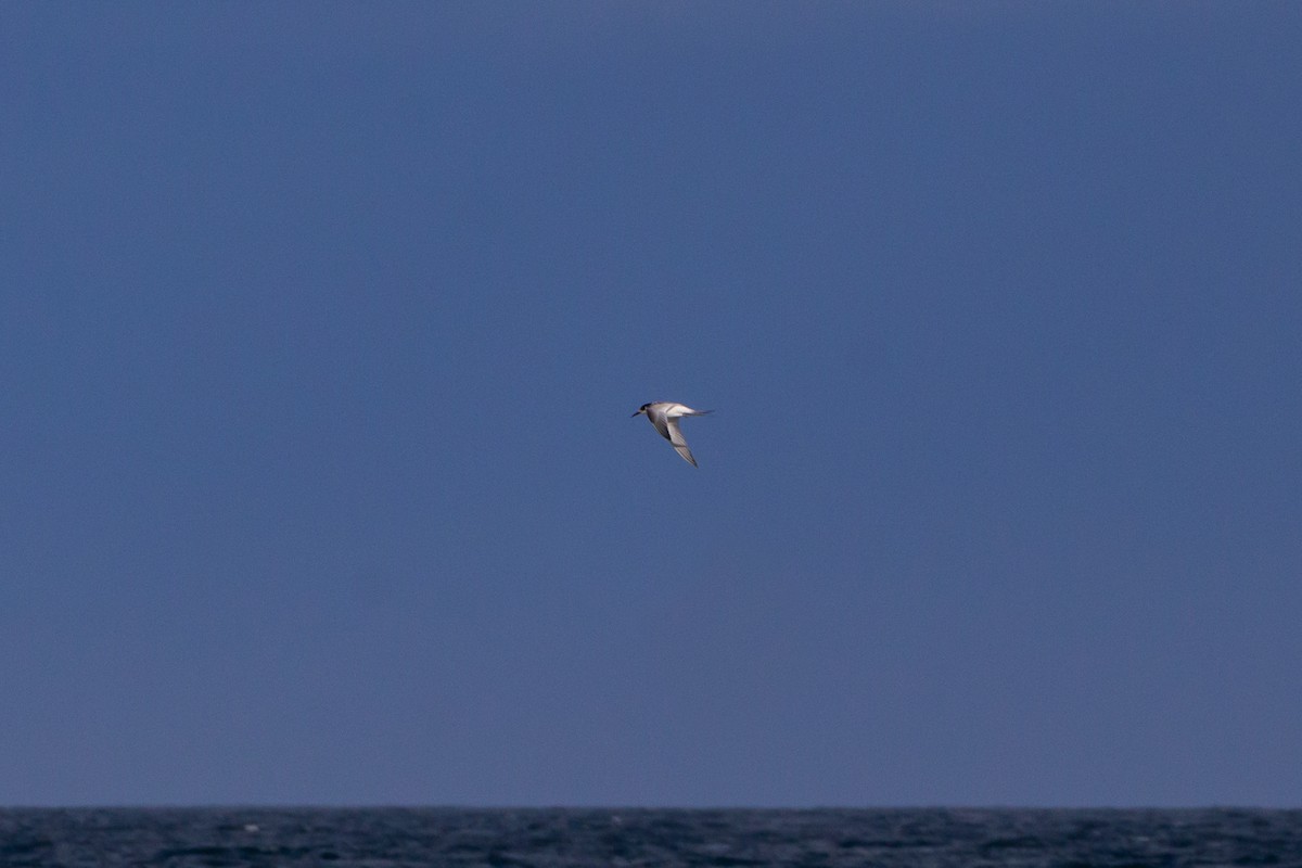 White-fronted Tern - ML476994011