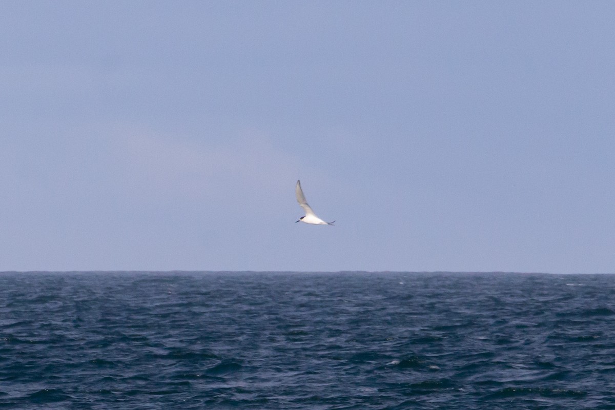 White-fronted Tern - ML476994031