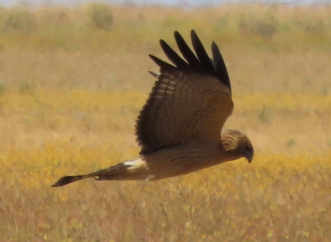 Spotted Harrier - ML476996731
