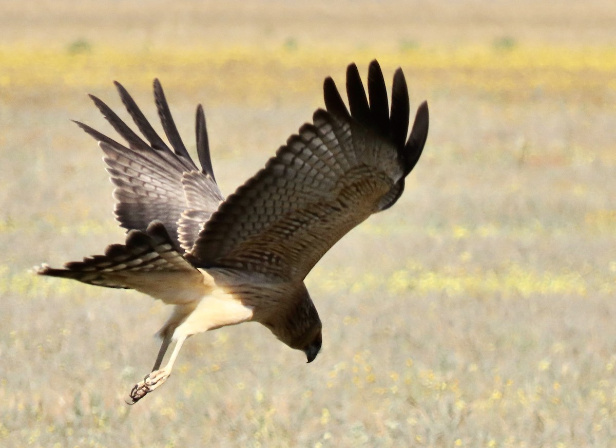 Spotted Harrier - ML476996741