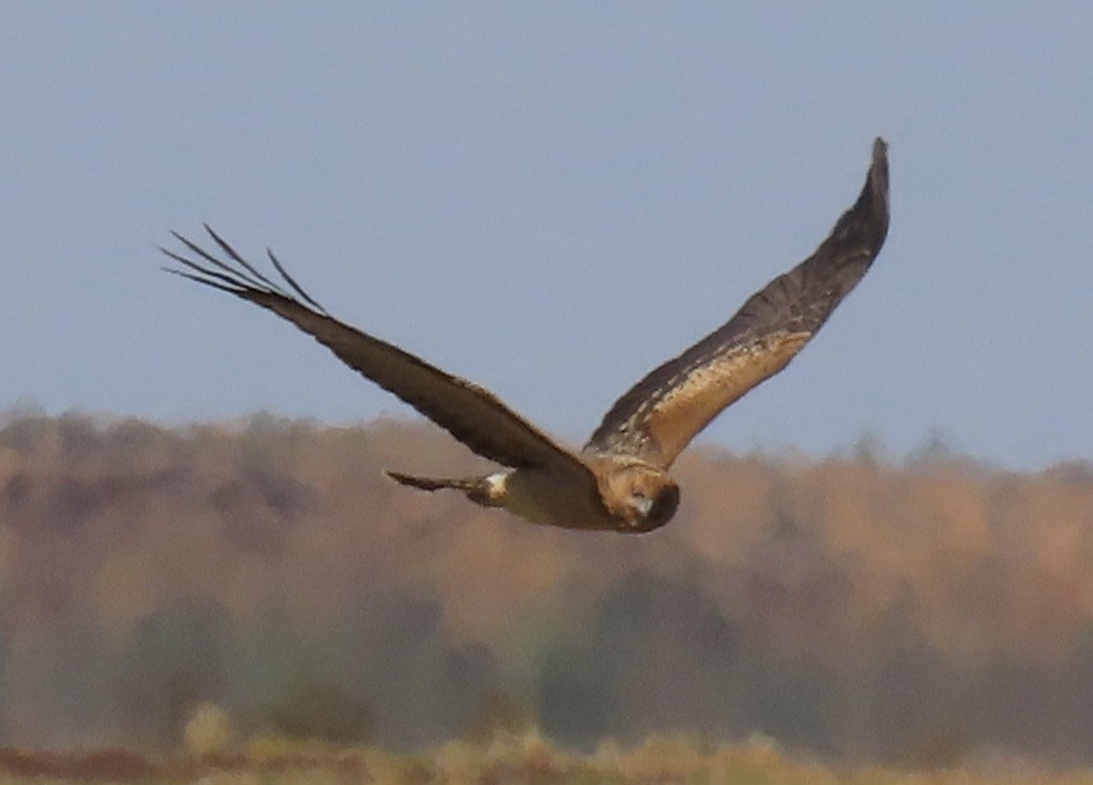 Spotted Harrier - ML476996751