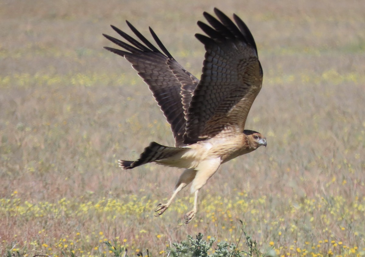 Spotted Harrier - ML476996761