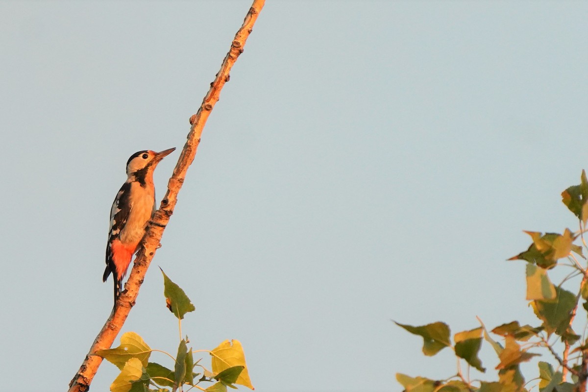 Syrian Woodpecker - ML477000531