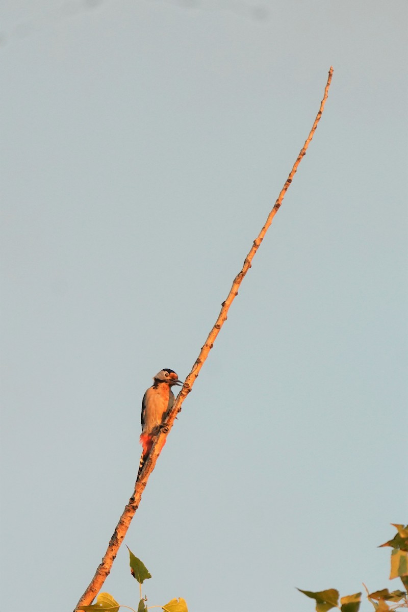 Syrian Woodpecker - ML477000581