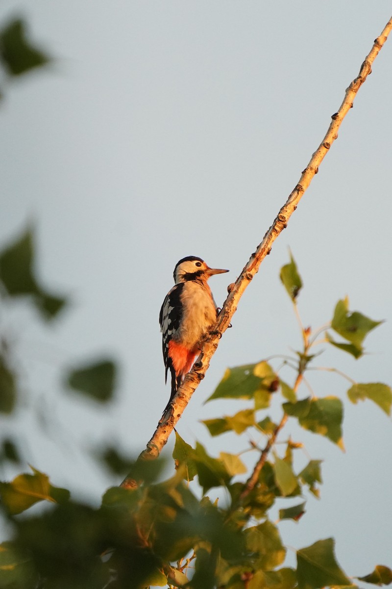 Syrian Woodpecker - ML477000601
