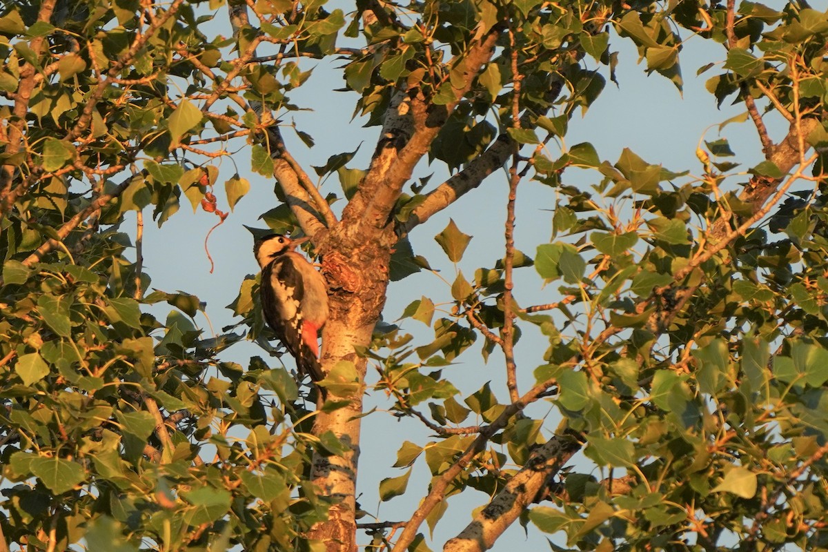 Syrian Woodpecker - ML477000611