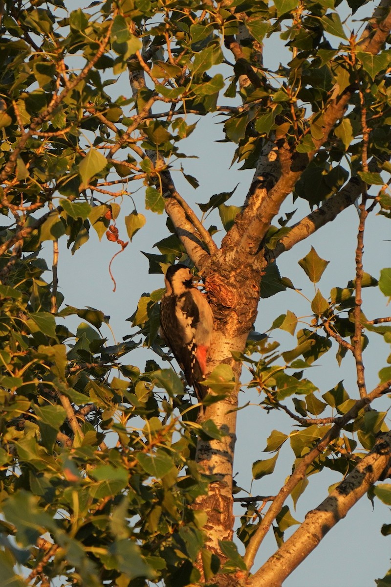 Syrian Woodpecker - ML477000621