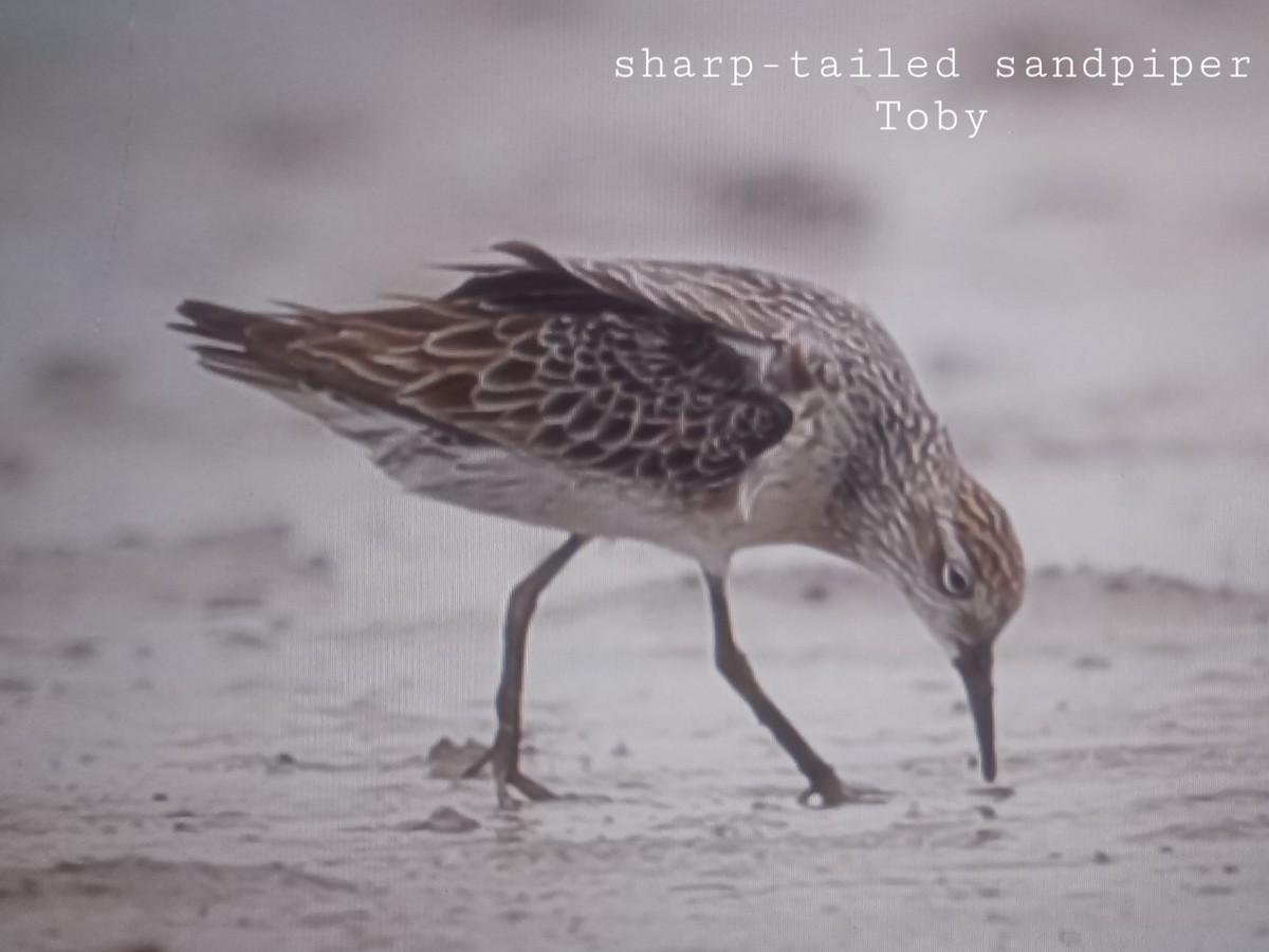 Sharp-tailed Sandpiper - ML477001731
