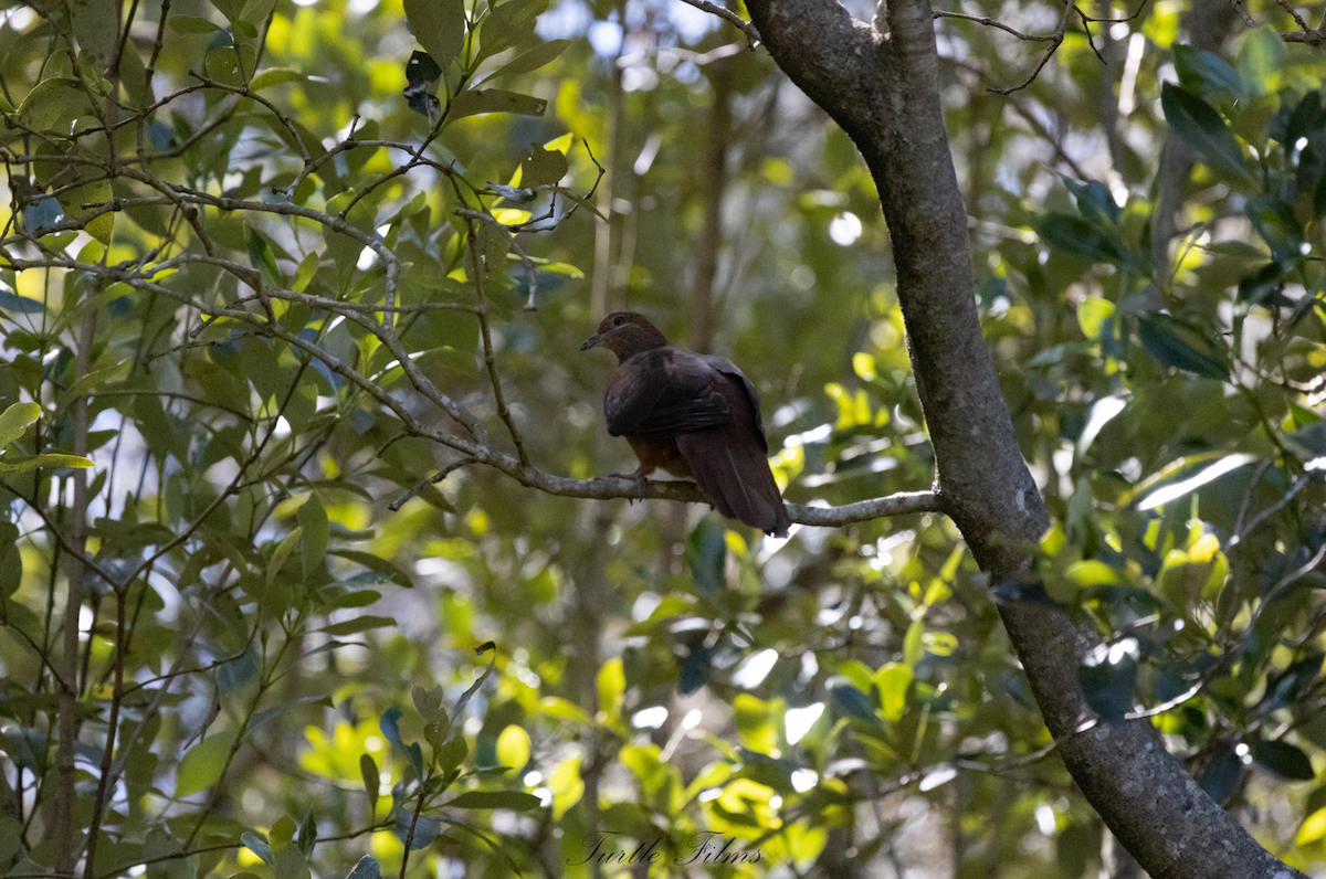 Brown Cuckoo-Dove - ML477002671