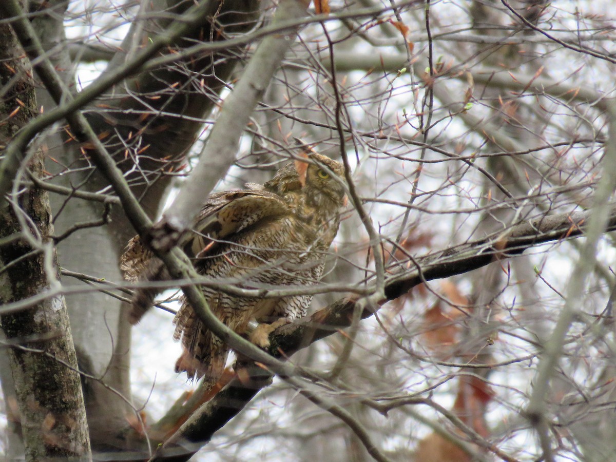 Great Horned Owl - ML47700301
