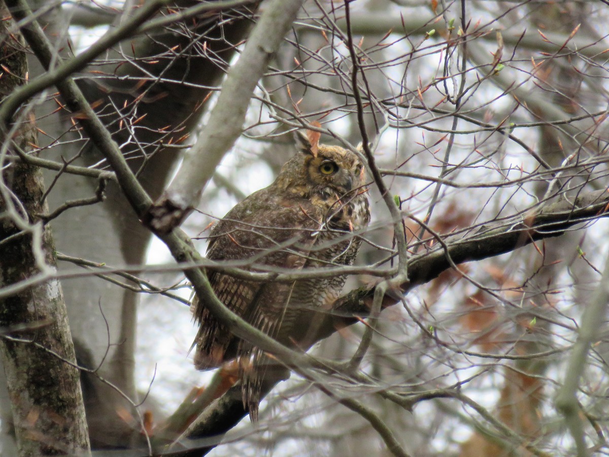 Great Horned Owl - ML47700311