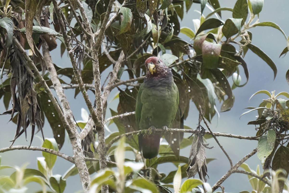 Speckle-faced Parrot - ML477003181
