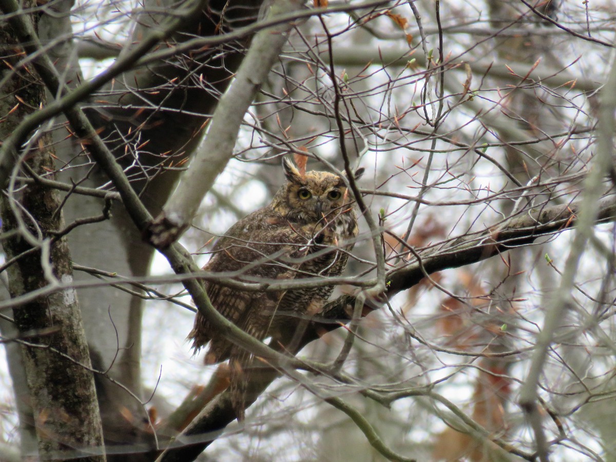 Great Horned Owl - ML47700381