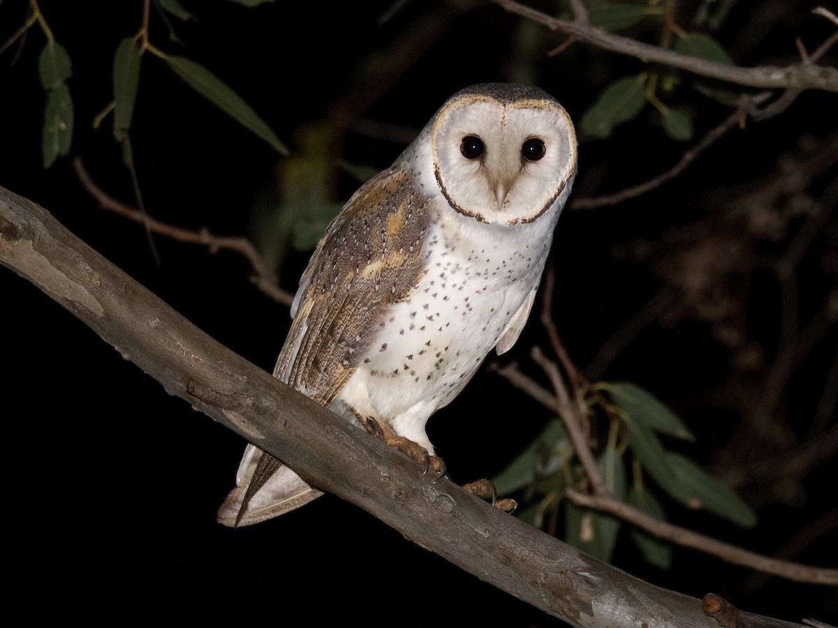 Barn Owl (Eastern) - Anonymous