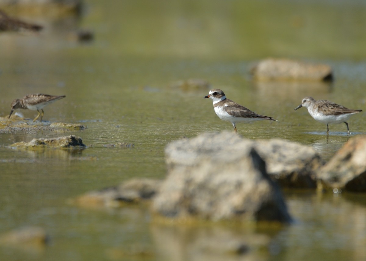 Semipalmated Plover - ML477007541