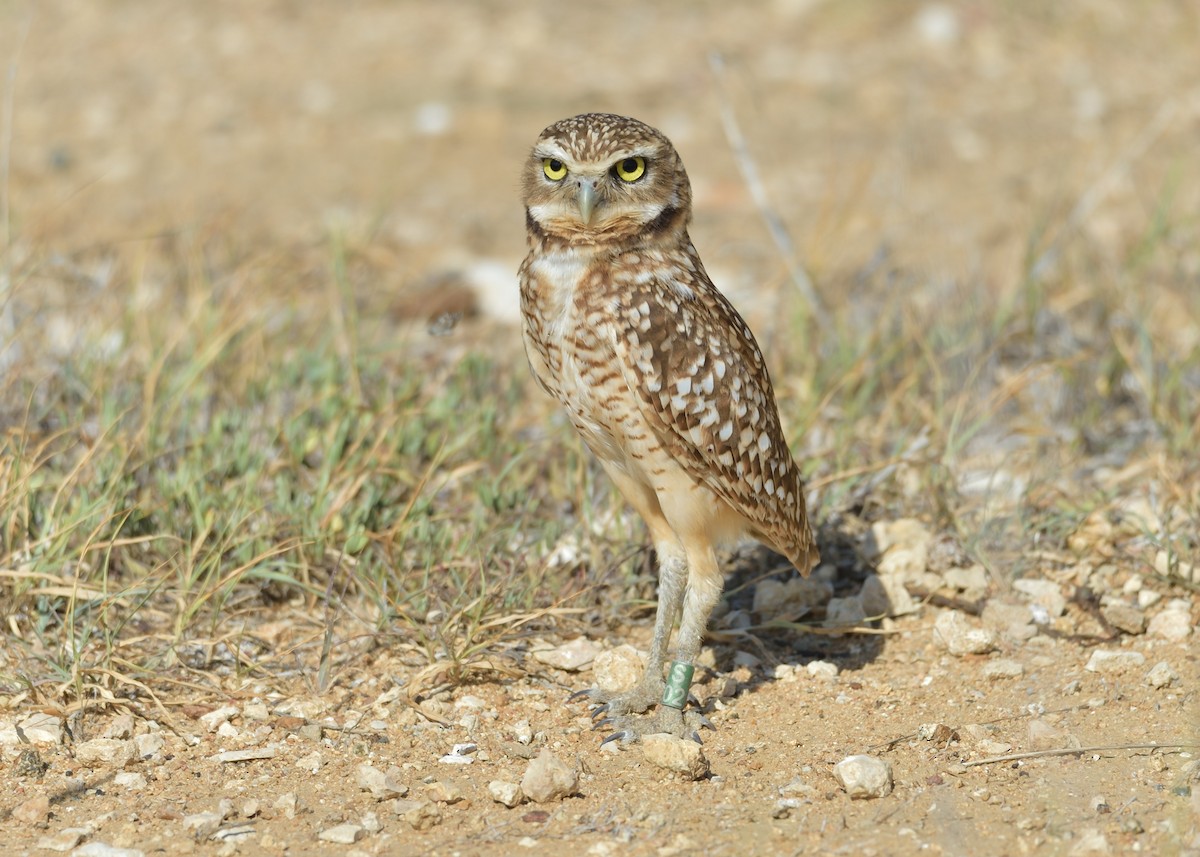 Burrowing Owl - ML477008251