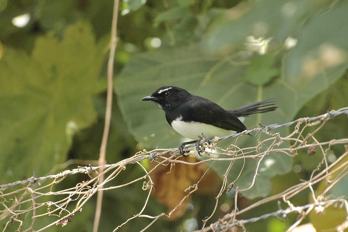 Willie-wagtail - Lee-Lien WANG