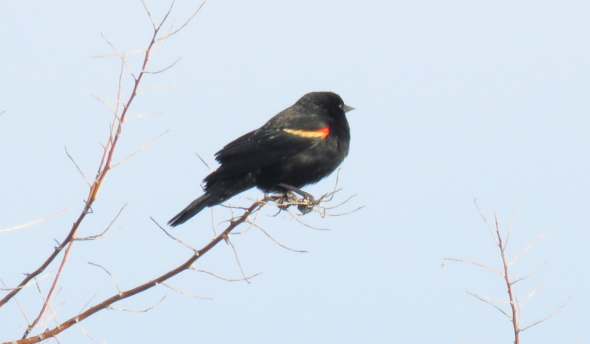 Red-winged Blackbird - ML47701491