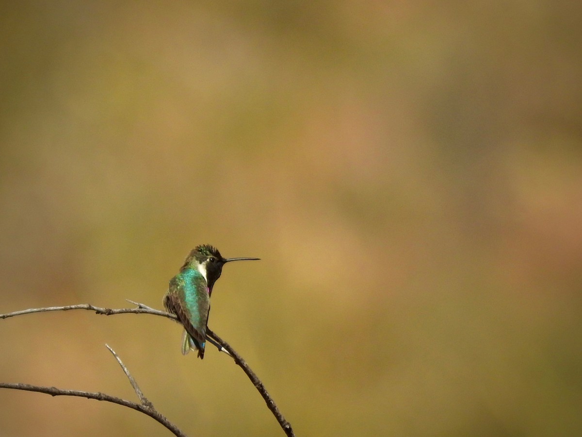 Costa's Hummingbird - ML47701671