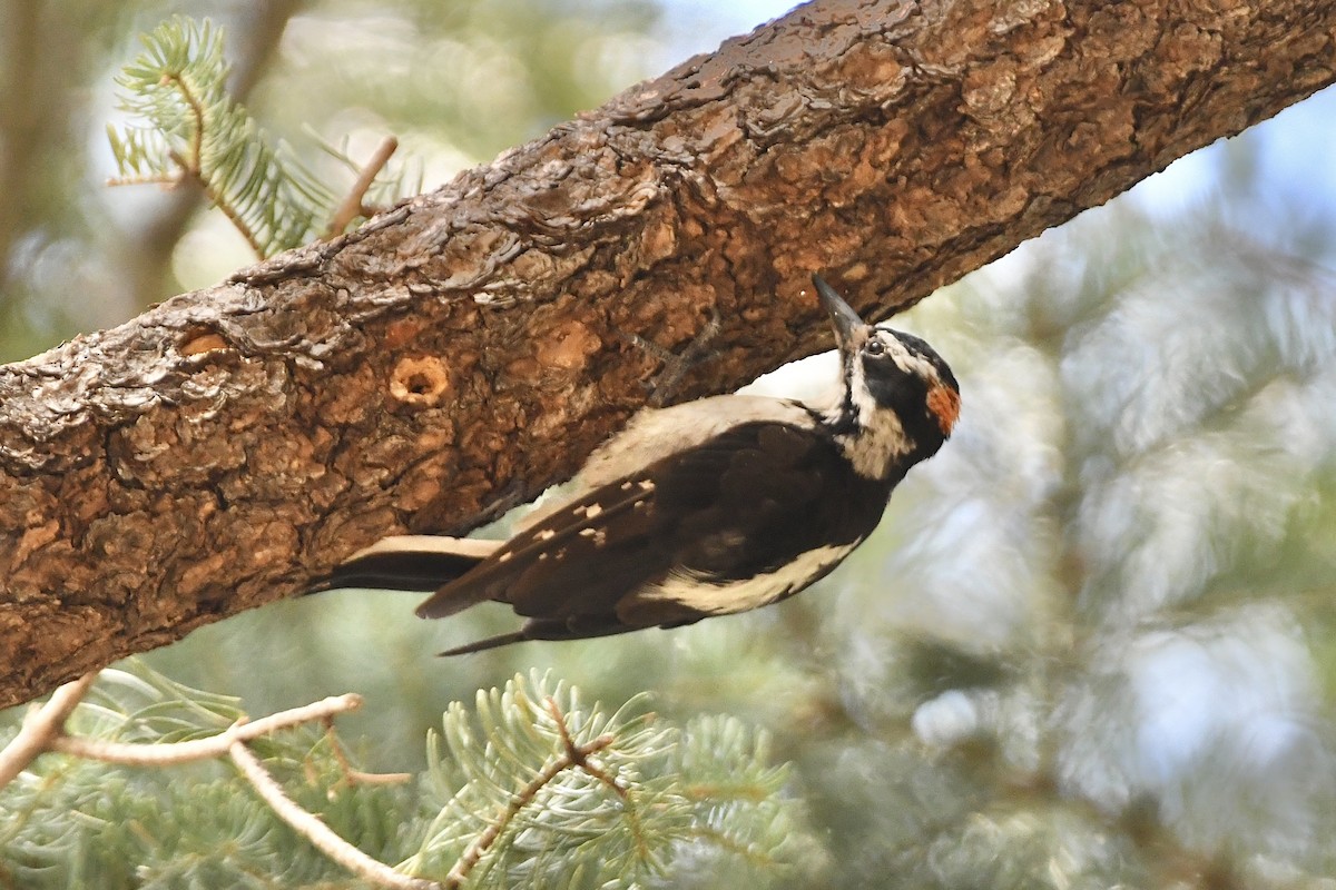 Hairy Woodpecker (Rocky Mts.) - ML477017501
