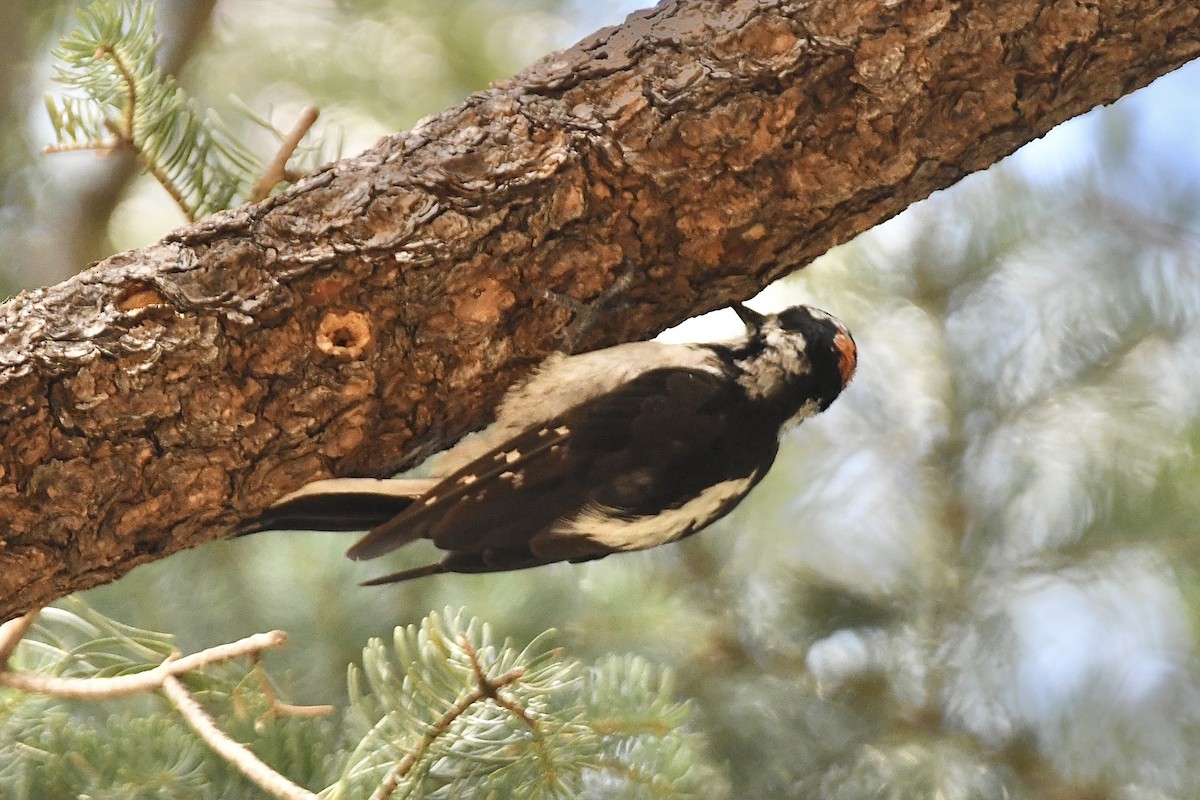 Hairy Woodpecker (Rocky Mts.) - ML477017651