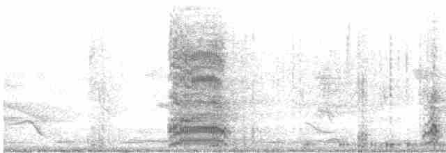 Mouette argentée (novaehollandiae/forsteri) - ML477017751