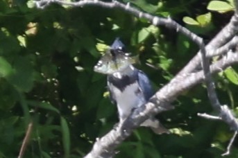 Belted Kingfisher - ML477023141