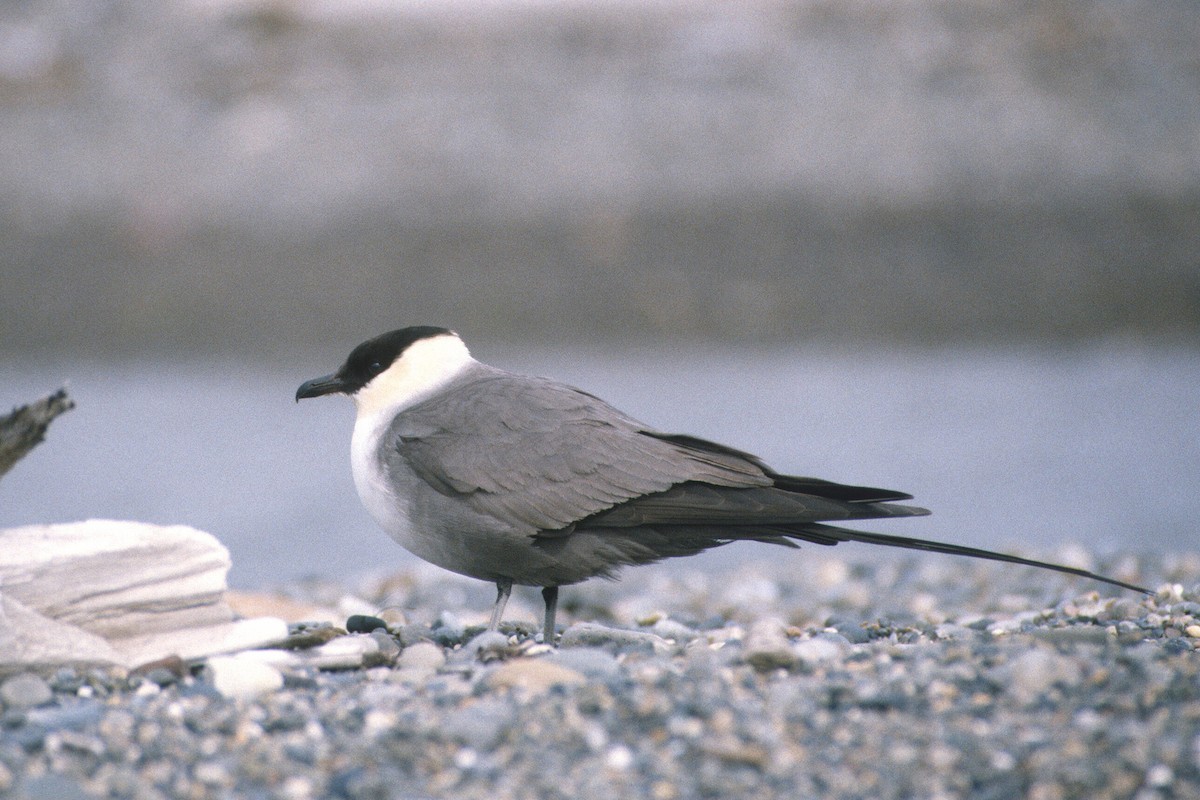 Long-tailed Jaeger - ML47703391