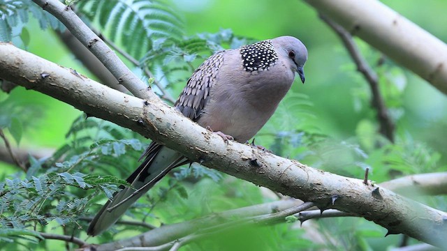 Spotted Dove - ML477035381