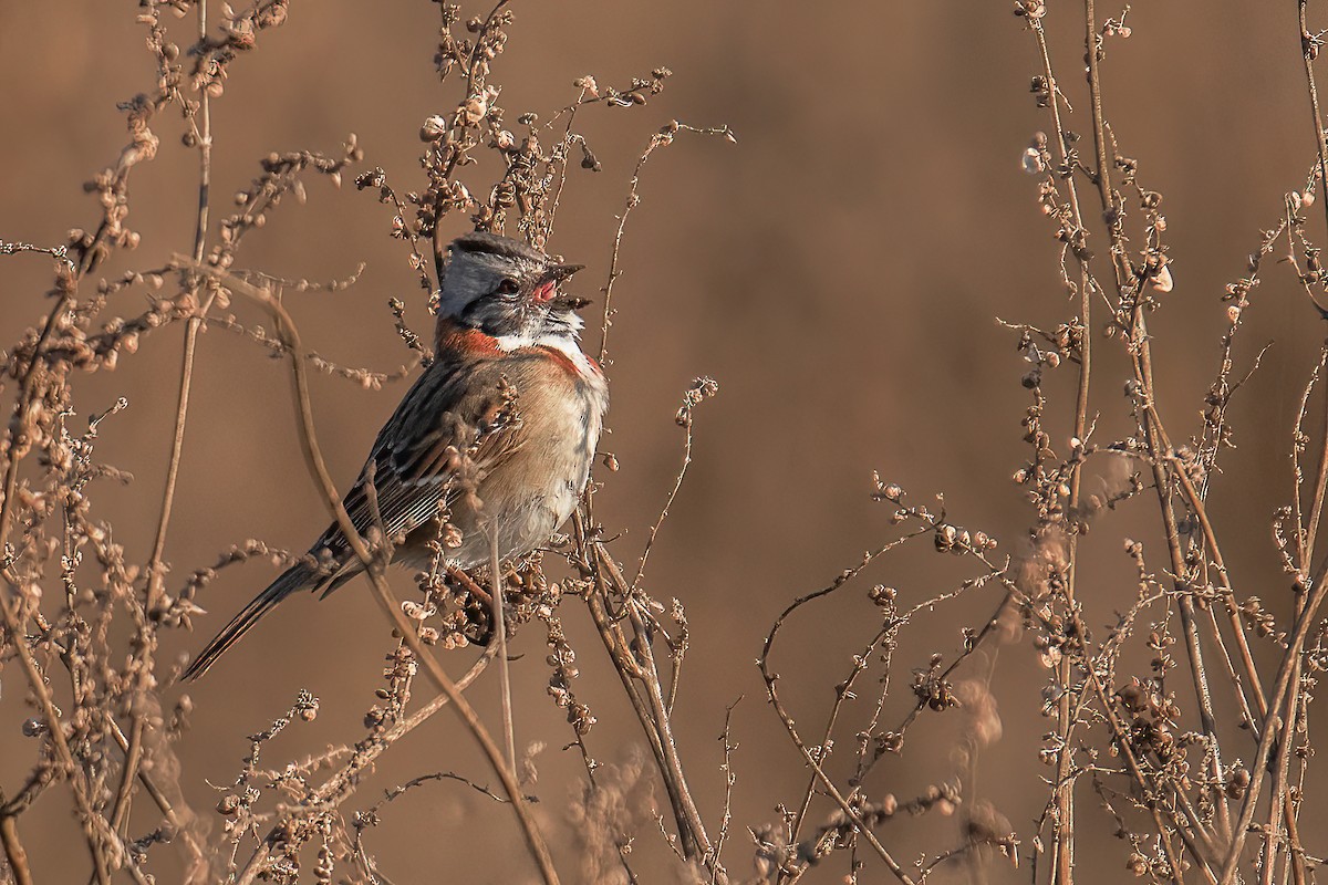 Rufous-collared Sparrow - ML477037681
