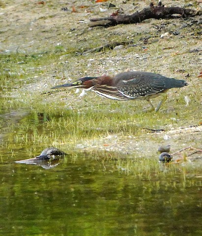 Green Heron - Kathleen Horn