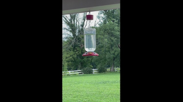 Rufous Hummingbird - ML477040551