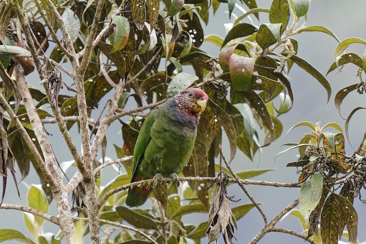 Speckle-faced Parrot - ML477041581